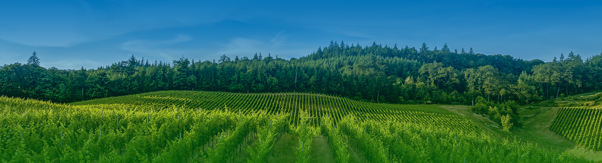 关于赏金船长官网